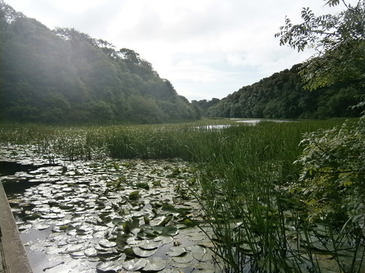Lily ponds