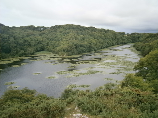 More lily ponds