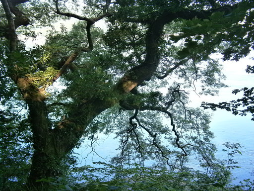 ... with nice trees