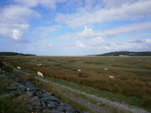 Swamp and sheeps