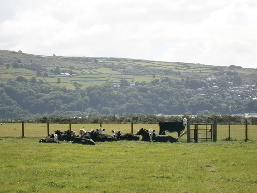 Cows at a gate