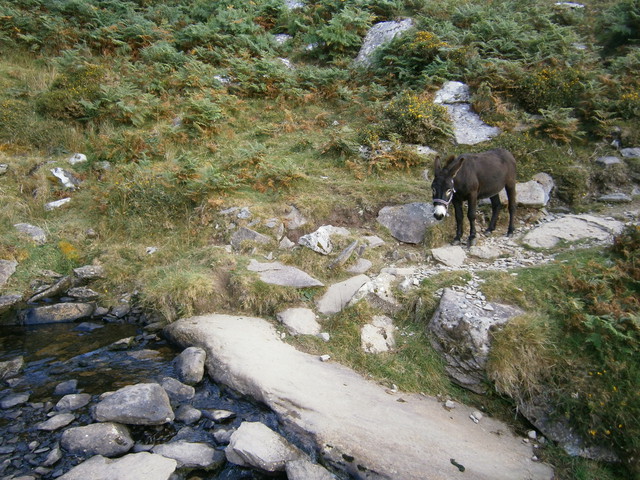 Little donkey